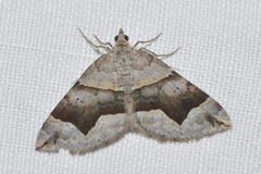 Scotopteryx moeniata