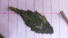 Sonchus megalocarpus