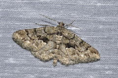 Peribatodes ilicaria