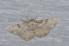 Peribatodes secundaria