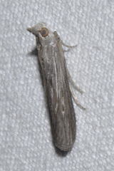 Epischnia prodromella