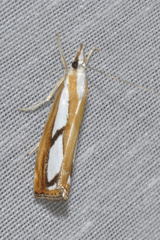 Catoptria