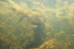 Cherry Spot Rasbora photo 2