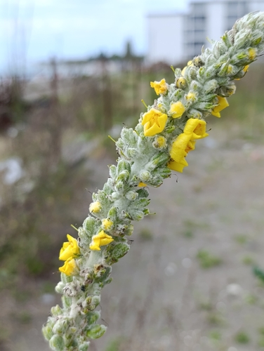 Verbascum gnaphalodes, photograph 3