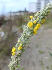 Verbascum gnaphalodes, photograph (c) Азат Кадиров, some rights reserved (CC BY)