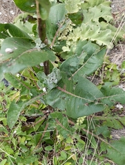 Verbascum gnaphalodes, photograph (c) Азат Кадиров, some rights reserved (CC BY)