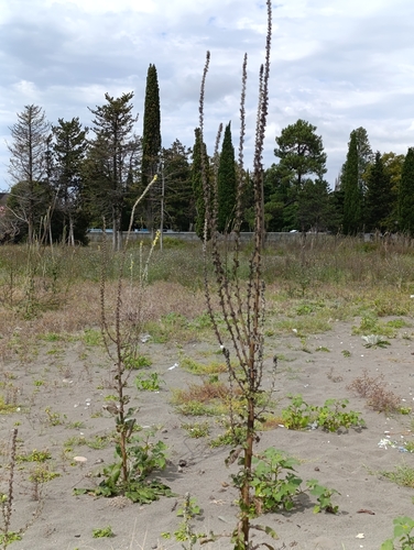 Verbascum gnaphalodes, photograph 5