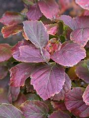 Fothergilla