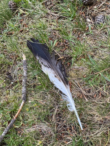 Plume de Aigle royal