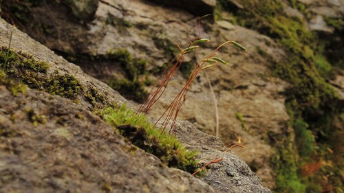 Pohlia elongata observed 2025-08-24