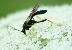 Exetastes suaveolens