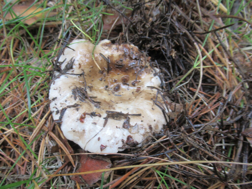 Russula adusta · August 2025 · photo: © smsergey (iNaturalist, cc-by-nc)