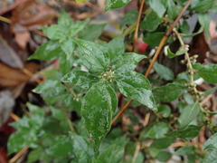 Parietaria officinalis