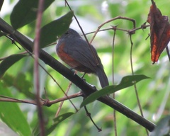 Thamnomanes schistogynus