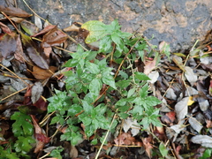 Parietaria officinalis