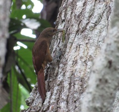 Dendrexetastes rufigula