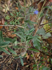 Echium vulgare