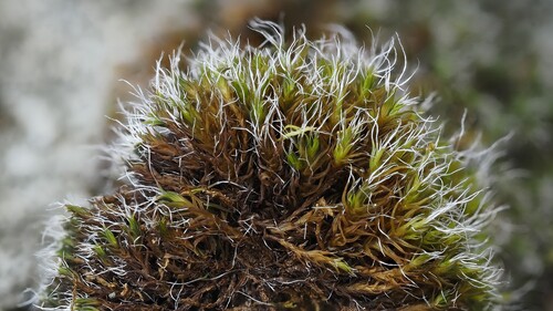 Grimmia decipiens observed 2025-08-24