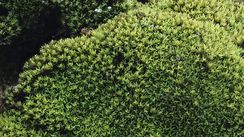 Grimmia torquata observed 2025-08-24