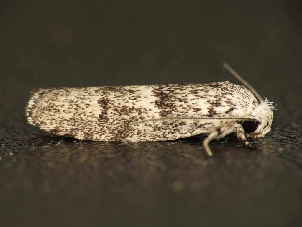 Timber Moths