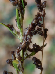 Artemisia vulgaris