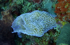 Callyspongia plicifera