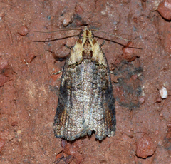 Cryptoptila immersana