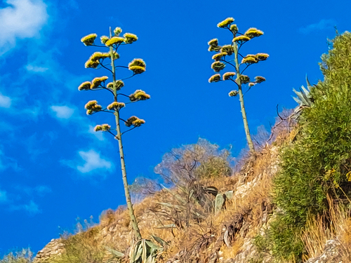 Avistamiento Pita (Agave americana)