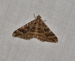 Epyaxa agelasta