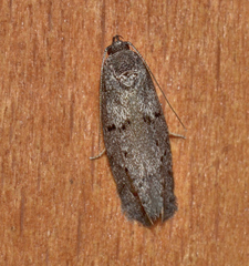 Ericrypsina ductaria