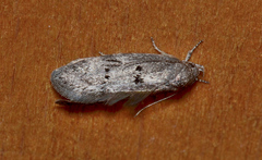 Ericrypsina ductaria