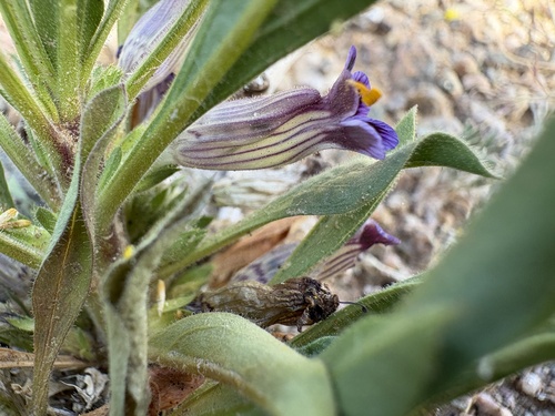Namaqua Karooviolet (Aptosimum viscosum)