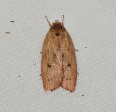 Euchaetis holoclera