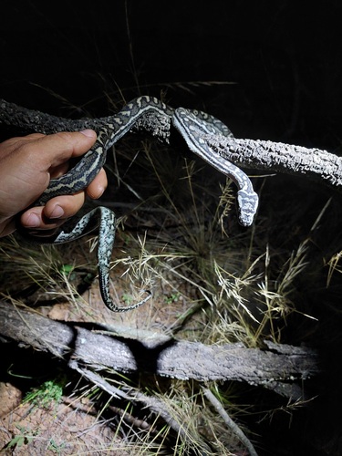Inland Carpet Python sighting