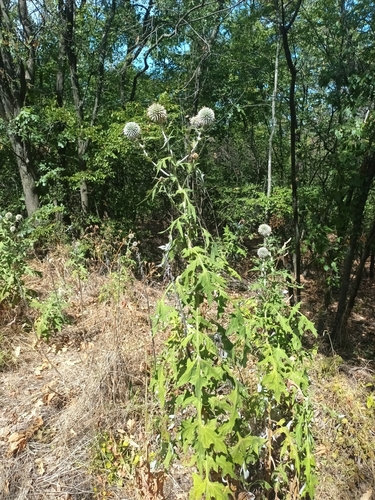 Glandular Globe-thistle