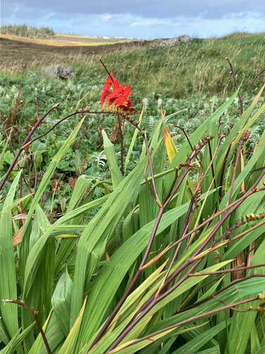 Giant Zigzag Montbretia (Crocosmia masoniorum)