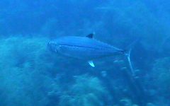 Scomberomorus regalis