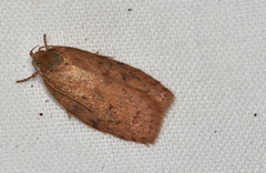 Garrha repandula
