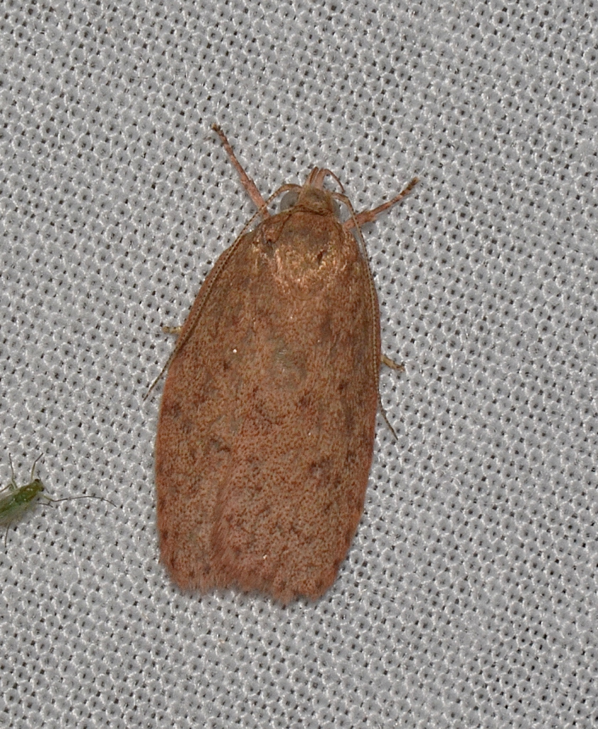 Garrha repandula