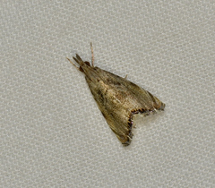 Glaucocharis dilatella