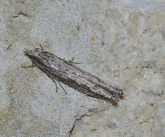 Hermenias rivulifera