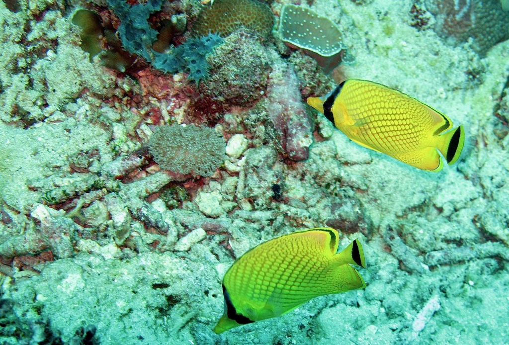 Latticed Butterflyfish