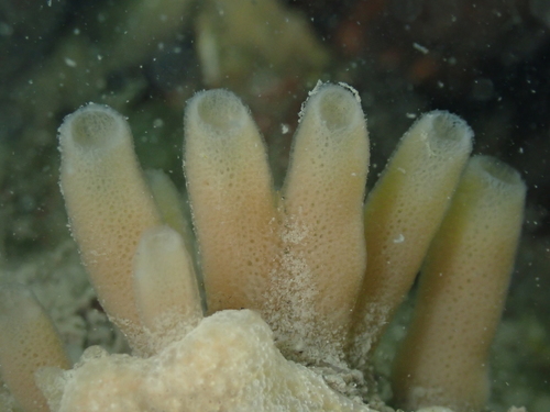 Paarse buisjesspons, Oosterschelde, Zeeuwse meren, 158_13_400, NL, photo 10 of 10