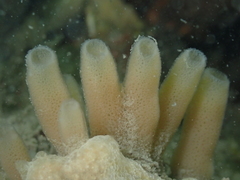 Haliclona xena