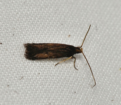 Lecithocera terrigena