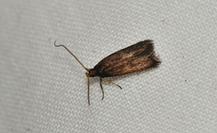Lecithocera terrigena