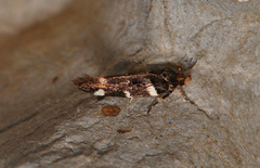 Macrobathra ceraunobola