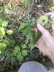 Gaillardia aestivalis