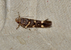 Macrobathra myriophthalma