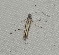 Mesopherna palustris